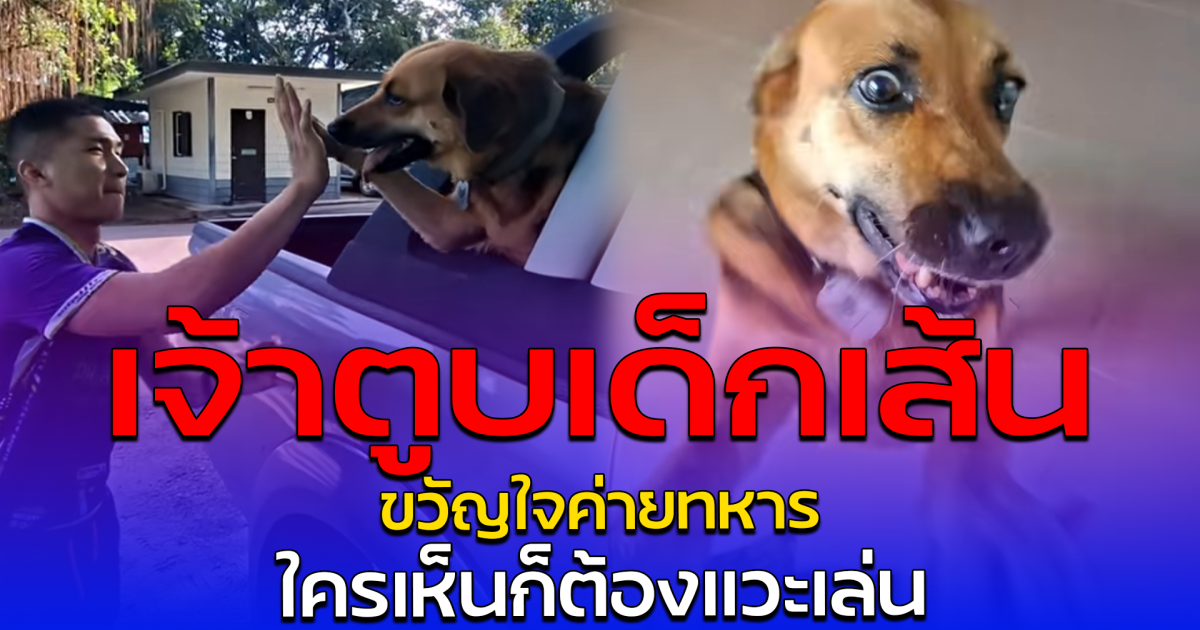 เจ้าตูบเด็กเส้น ขวัญใจค่ายทหาร ใครเห็นก็ต้องแวะเล่น