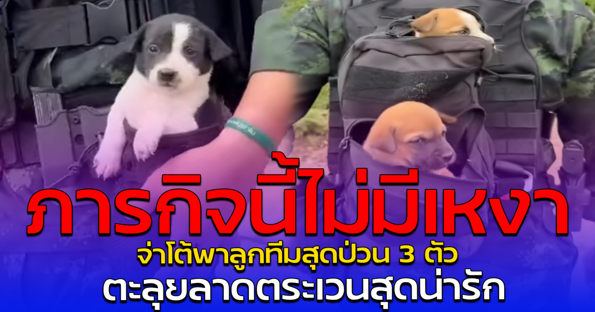 ภารกิจนี้ไม่มีเหงา จ่าโต้พาลูกทีมสุดป่วน 3 ตัว ตะลุยลาดตระเวนสุดน่ารัก
