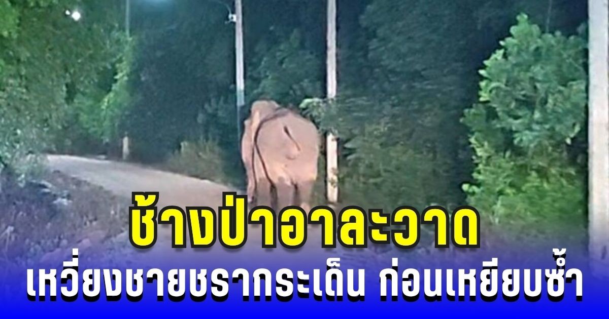 ลูกชายร่ำไห้ เจ้าแอ๊บ ช้างป่าอาละวาด เหวี่ยงร่างพ่อกระเด็น ก่อนเหยียบซ้ำต่อหน้า