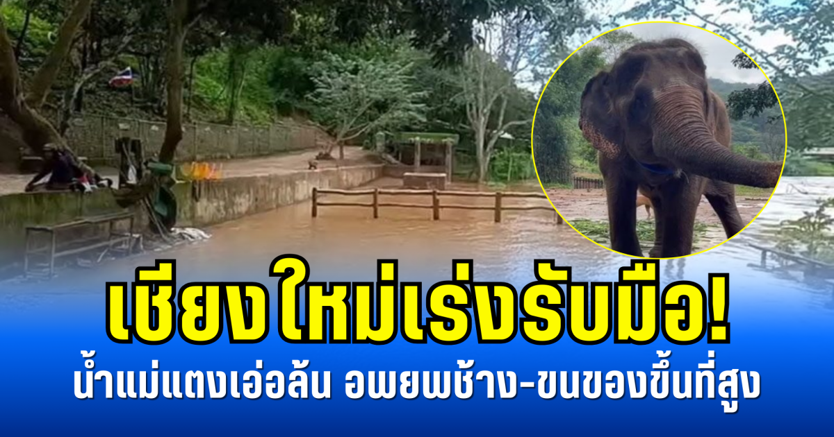 เชียงใหม่เร่งรับมือ! น้ำแม่แตงเอ่อล้น อพยพช้าง-ขนของขึ้นที่สูง