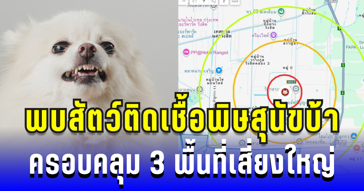 เฝ้าระวัง! พบสัตว์ติดเชื้อพิษสุนัขบ้าในปทุมธานี ครอบคลุม 3 พื้นที่เสี่ยงใหญ่