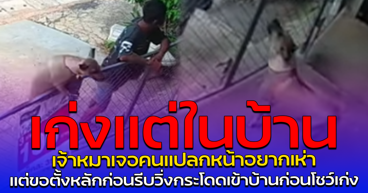เก่งแต่ในบ้าน เจ้าหมาเจอคนแปลกหน้าอยากเห่า แต่ขอตั้งหลักก่อนรีบวิ่งกระโดดเข้าบ้านก่อนโชว์เก่ง