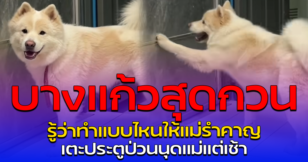 บางแก้วสุดกวน รู้ว่าทำแบบไหนให้แม่รำคาญ เตะประตูป่วนนุดแม่แต่เช้า