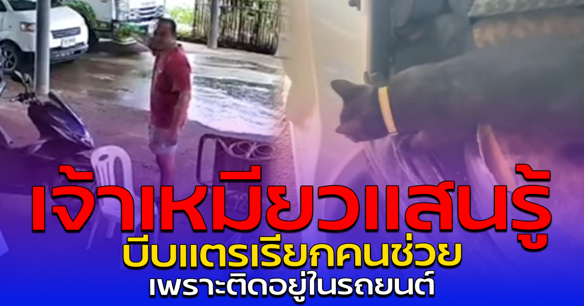 เจ้าเหมียวแสนรู้ บีบแตรเรียกคนช่วย เพราะติดอยู่ในรถยนต์