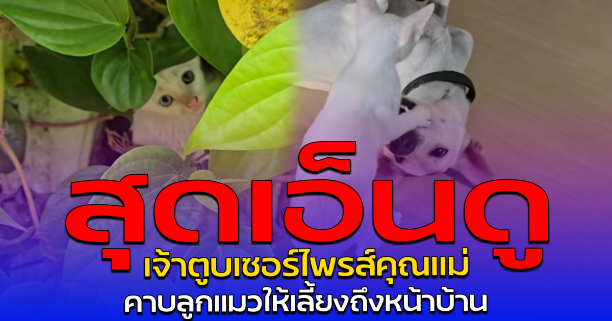 สุดเอ็นดู เจ้าตูบเซอร์ไพรส์คุณแม่ คาบลูกแมวให้เลี้ยงถึงหน้าบ้าน