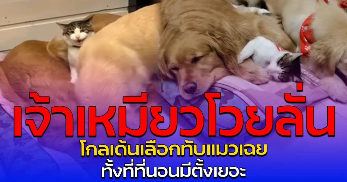 เจ้าเหมียวโวยลั่น โกลเด้นเลือกทับแมวเฉย ทั้งที่ที่นอนมีตั้งเยอะ