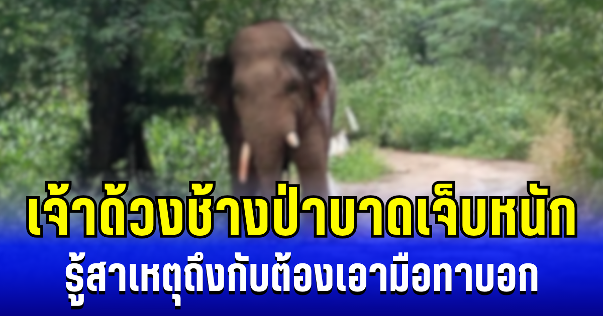สงสารจับใจ เจ้าด้วงช้างป่าบาดเจ็บหนัก รู้สาเหตุถึงกับต้องเอามือทาบอก