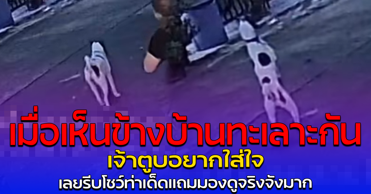 เมื่อเห็นข้างบ้านทะเลาะกัน เจ้าตูบอยากใส่ใจ เลยรีบโชว์ท่าเด็ดแถมมองดูจริงจังมาก