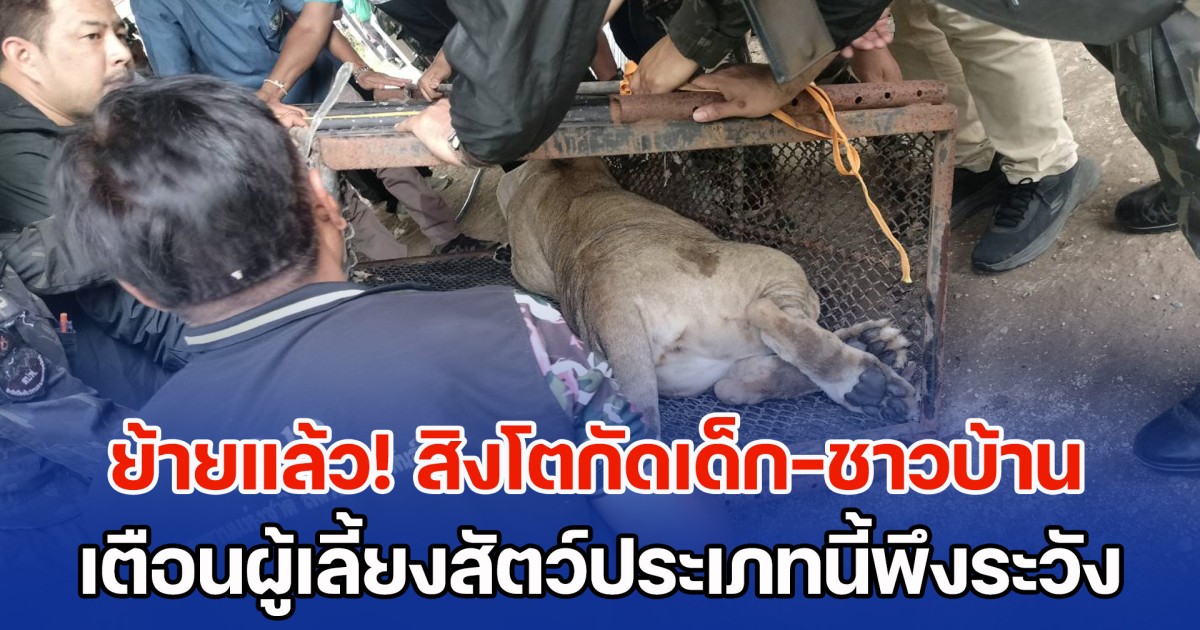 ย้ายแล้ว! สิงโตกัดเด็ก-ชาวบ้าน จนท.เตือนผู้เลี้ยงสัตว์ประเภทนี้พึงระวัง