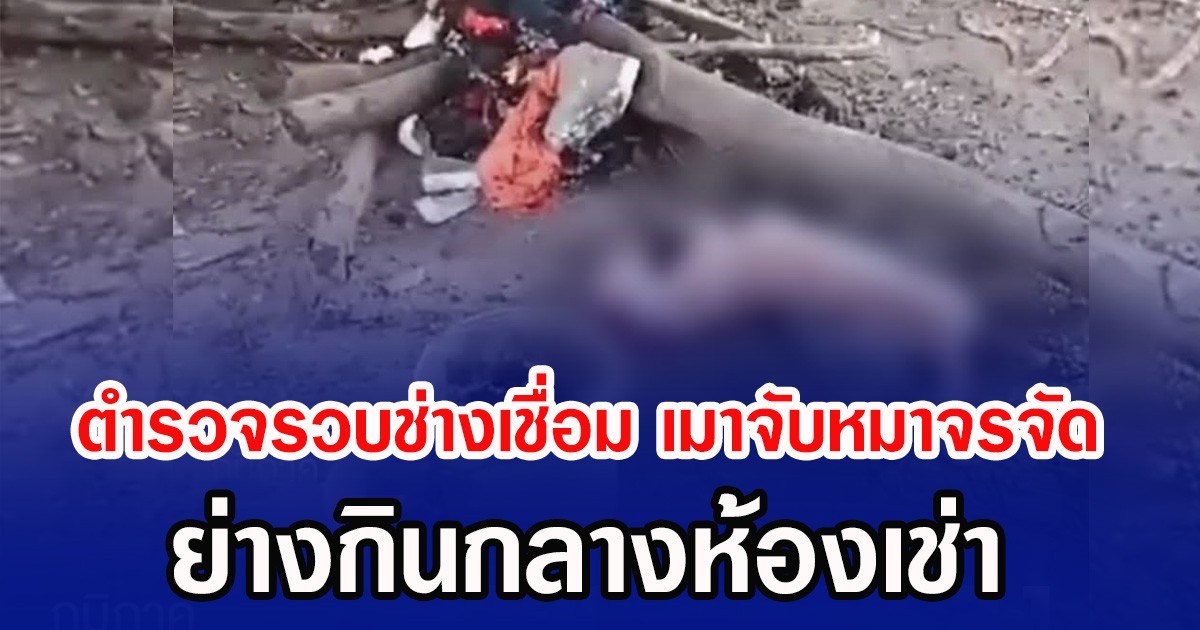 ตำรวจรวบช่างเชื่อม เมาจับหมาจรจัด ย่างกินกลางห้องเช่า