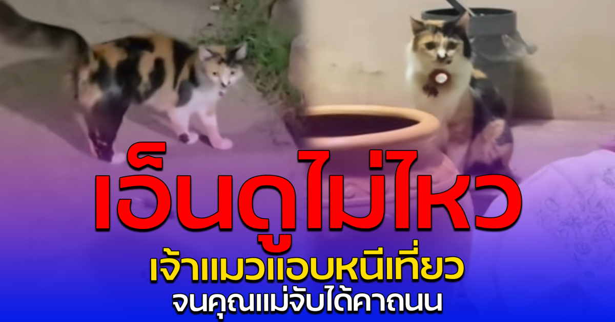 เอ็นดูไม่ไหว เจ้าแมวแอบหนีเที่ยว จนคุณแม่จับได้คาถนน