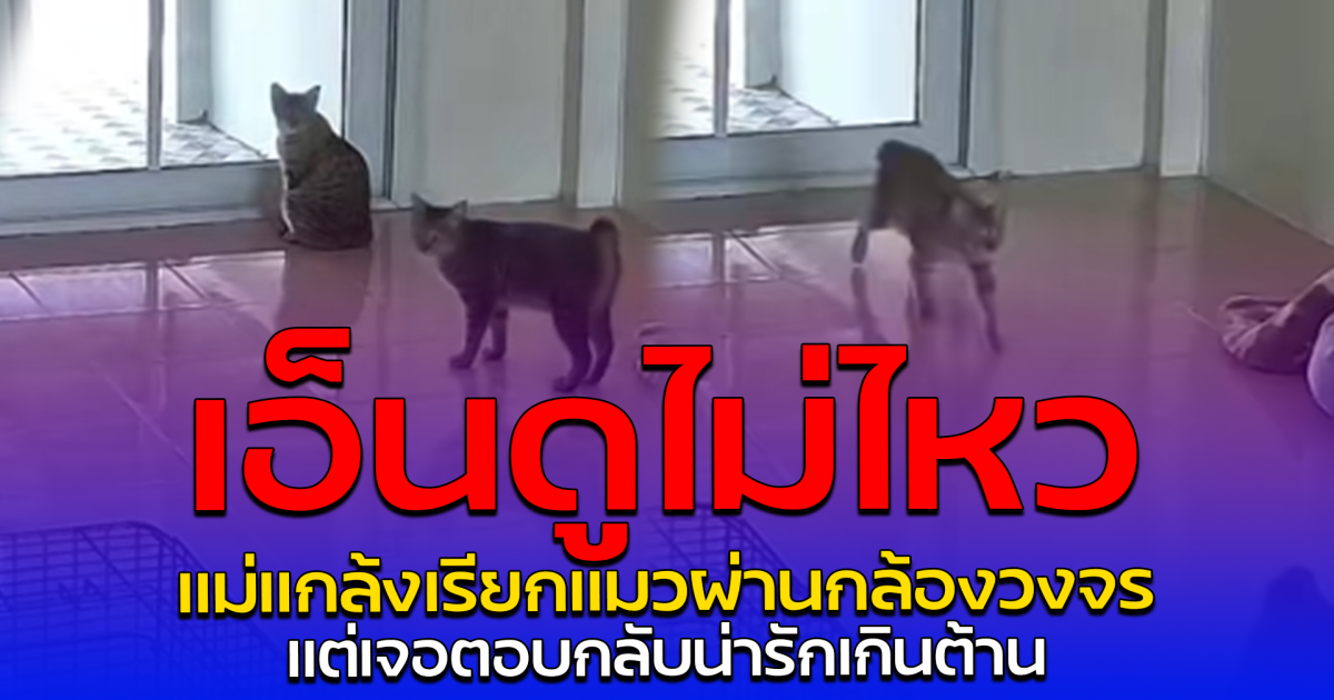 เอ็นดูไม่ไหว แม่แกล้งเรียกแมวผ่านกล้องวงจร แต่เจอตอบกลับน่ารักเกินต้าน