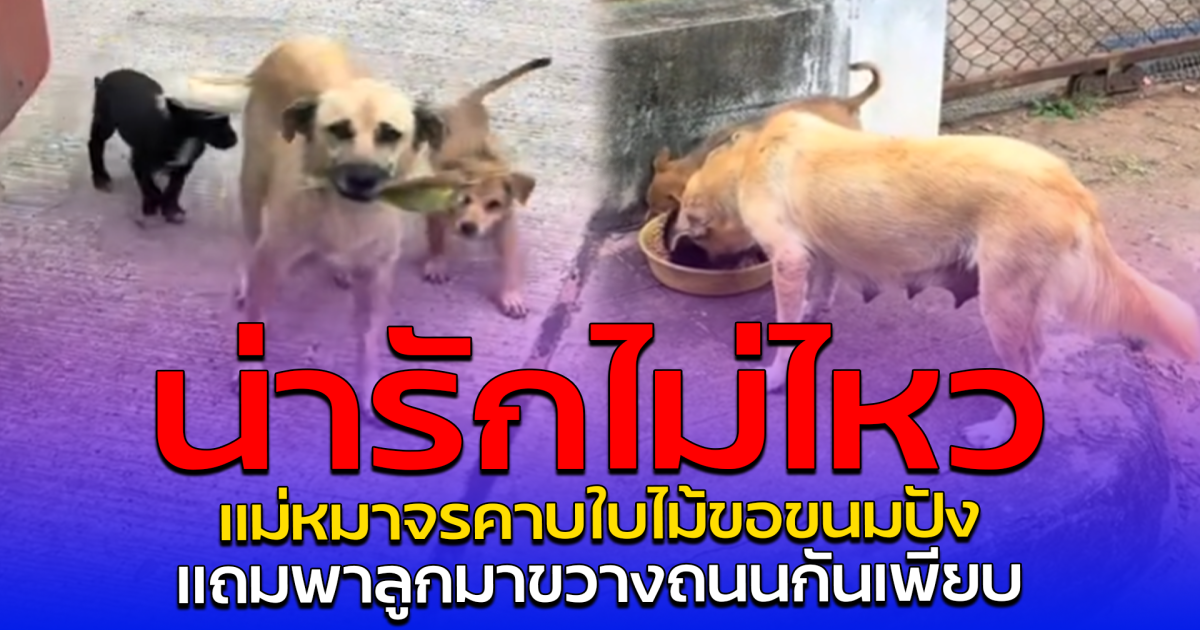 น่ารักไม่ไหว แม่หมาจรคาบใบไม้ขอขนมปัง แถมพาลูกมาขวางถนนกันเพียบ