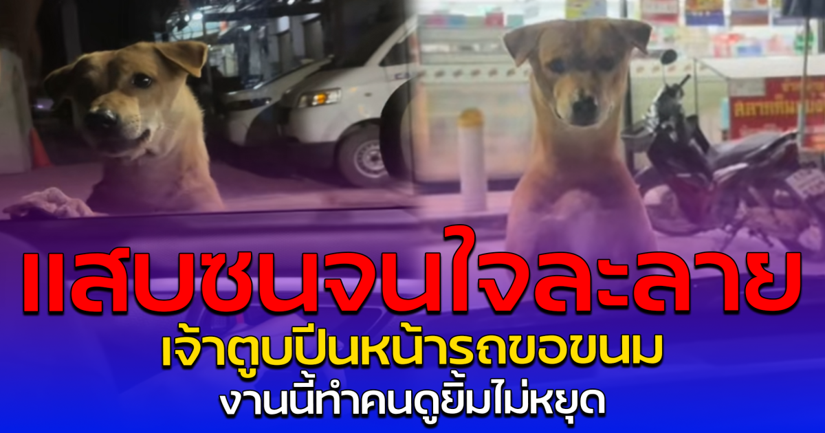 แสบซนจนใจละลาย เจ้าตูบปีนหน้ารถขอขนม งานนี้ทำคนดูยิ้มไม่หยุด