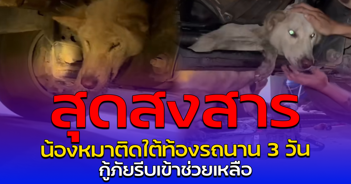 สุดสงสาร น้องหมาติดใต้ท้องรถนาน 3 วัน กู้ภัยรีบเข้าช่วยเหลือ