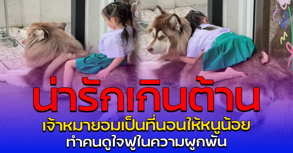 น่ารักเกินต้าน เจ้าหมายอมเป็นที่นอนให้หนูน้อย ทำคนดูใจฟูในความผูกพัน