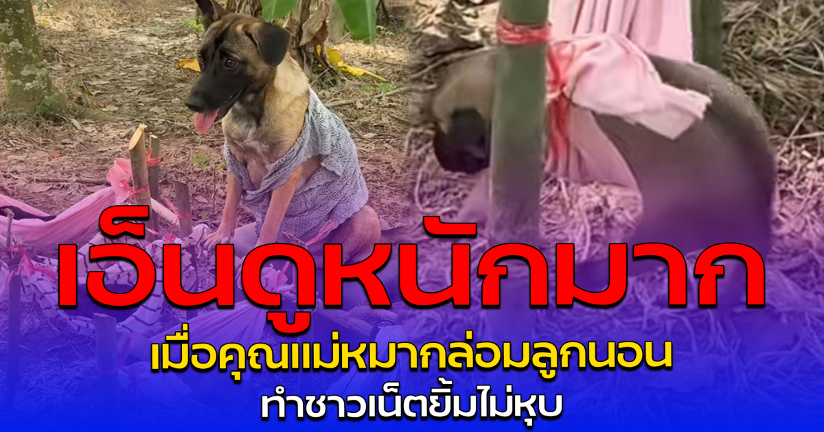 เอ็นดูหนักมาก เมื่อคุณแม่หมากล่อมลูกนอน ทำชาวเน็ตยิ้มไม่หุบ