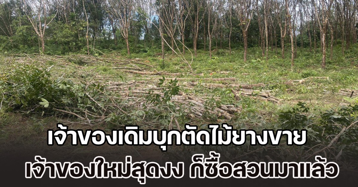 เจ้าของใหม่สุดงง! โร่แจ้งตำรวจทันที หลังซื้อสวนยางพาราแล้ว แต่เจ้าของเดิมกลับบุกรุก-ตัดไม้ยางขายกว่า 200 ต้น