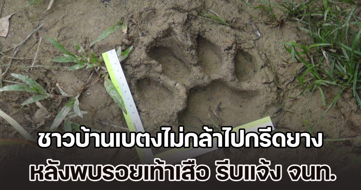 ชาวบ้านเบตงไม่กล้าไปกรีดยาง หลังพบรอยเท้าเสือ รีบแจ้ง จนท.ตรวจสอบด่วน