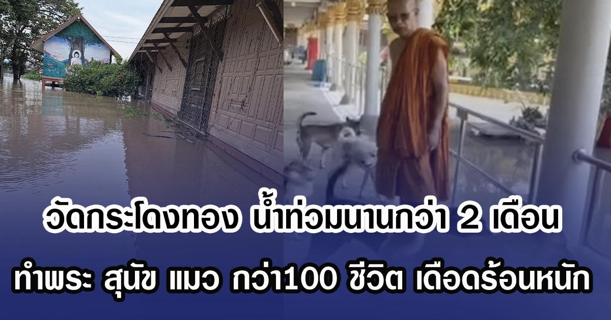 วัดกระโดงทอง น้ำท่วมนานกว่า 2 เดือน ทำพระ สุนัข แมว กว่า100 ชีวิตเดือดร้อนหนัก