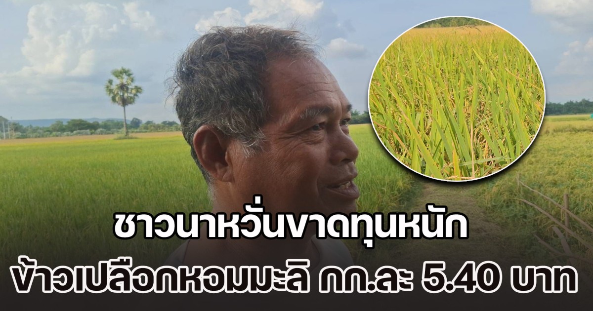 ชาวนาสีคิ้วหวั่นขาดทุนหนัก ข้าวเปลือกหอมมะลิ กก.ละ 5.40 บาท