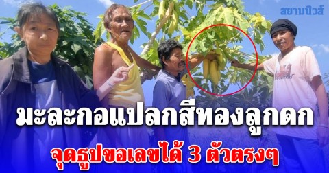 ชาวบ้านพากันมามุงดู มะละกอแปลกสีทองลูกดก จุดธูปขอเลขได้ 3 ตัวตรงๆ