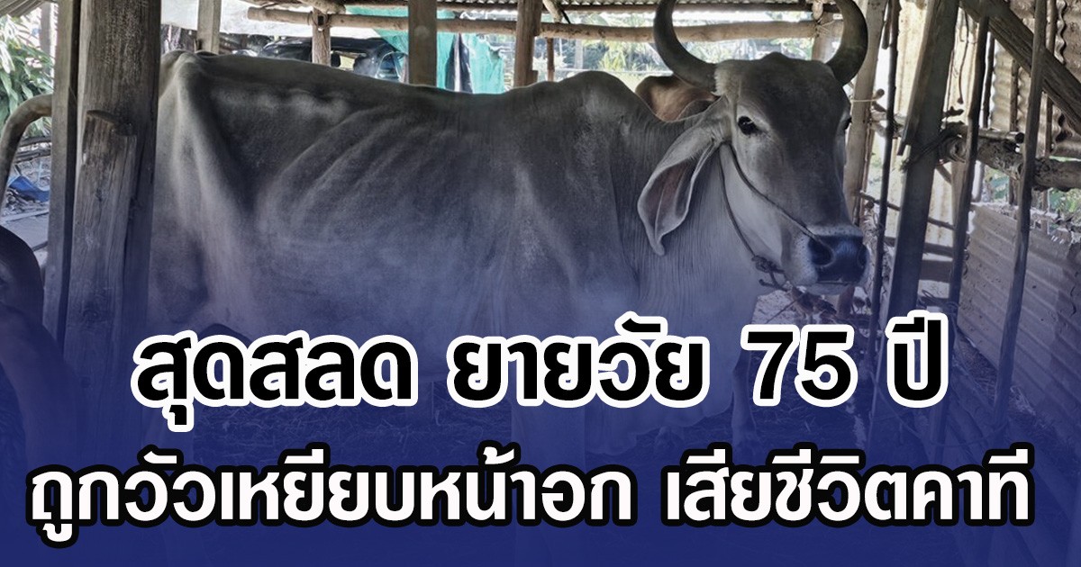 สุดสลด ยายวัย 75 ปี ถูกวัวถอยมาชนร่าง จนเสียหลักล้มลง ก่อนจะถูกวัวเหยียบหน้าอกยายอย่างจัง จนเสียชีวิต