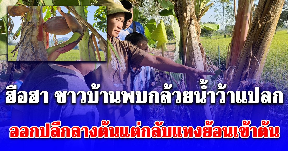 ฮือฮา ชาวบ้านพบกล้วยน้ำว้าแปลก ออกปลีกลางต้นแต่กลับแทงย้อนเข้าต้น ไม่พลาดจุดธูปขอเลข