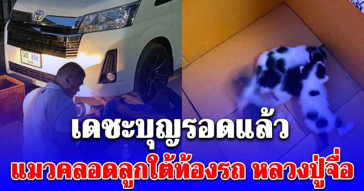 เดชะบุญรอดแล้ว แมวคลอดลูกใต้ท้องรถ หลวงปู่จื่อ พระเกจิดัง