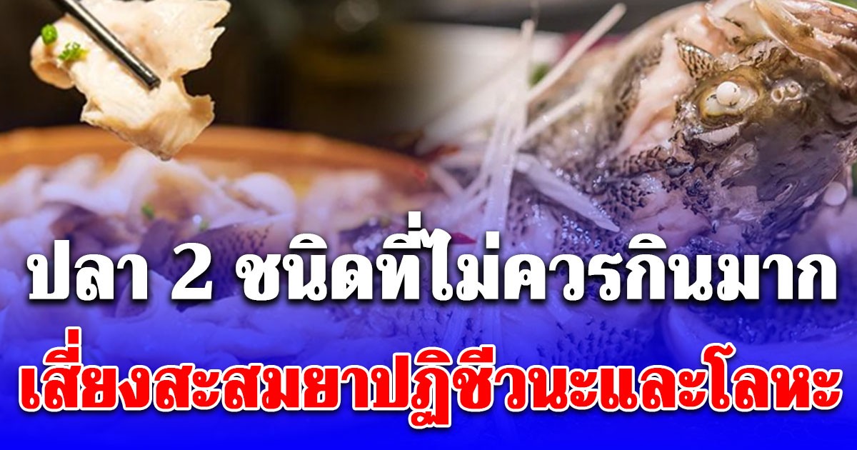 เตือนแล้วนะ! ปลา 2 ชนิด ที่ไม่ควรกินบ่อย เพราะเสี่ยงต่อการสะสมยาปฏิชีวนะและโลหะหนักในร่างกาย