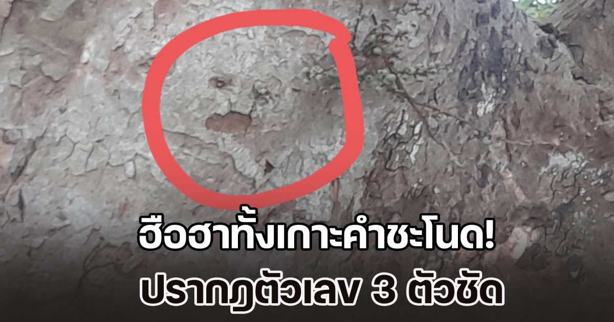 ฮือฮาทั้งเกาะคำชะโนด! กลางลำต้นมะเดื่อยักษ์อายุนับร้อยปี เป็นรูปคล้ายหน้าคน ปรากฎตัวเลข 3 ตัวชัด