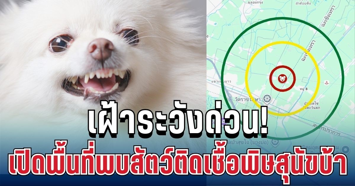 เฝ้าระวังด่วน! เปิดพื้นที่พบสัตว์ติดเชื้อพิษสุนัขบ้า ครอบคลุม 3 จังหวัดใหญ่