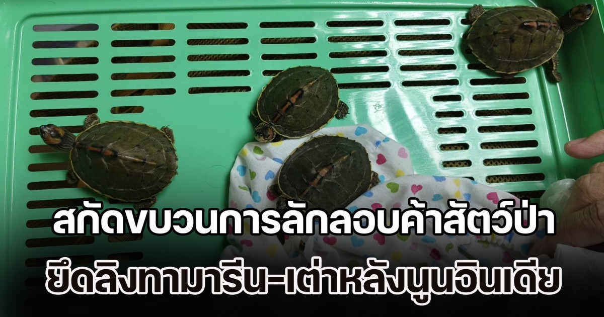 สกัดขบวนการลักลอบค้าสัตว์ป่า ยึดลิงทามารีน-เต่าหลังนูนอินเดีย ก่อนบินออกนอกประเทศ