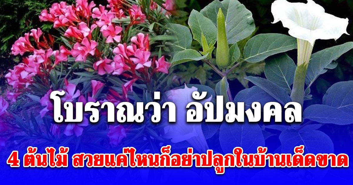 โบราณว่า อัปมงคล เตือน 4 ต้นไม้ สวยแค่ไหนก็อย่าปลูกในบ้านเด็ดขาด ระวัง ซวย ป่วยไม่รู้สาเหตุ!