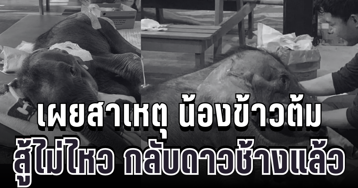 สุดยื้อ เผยสาเหตุ น้องข้าวต้ม ลูกช้างน้อยพลัดหลงแม่ สู้ไม่ไหว กลับดาวช้างแล้ว