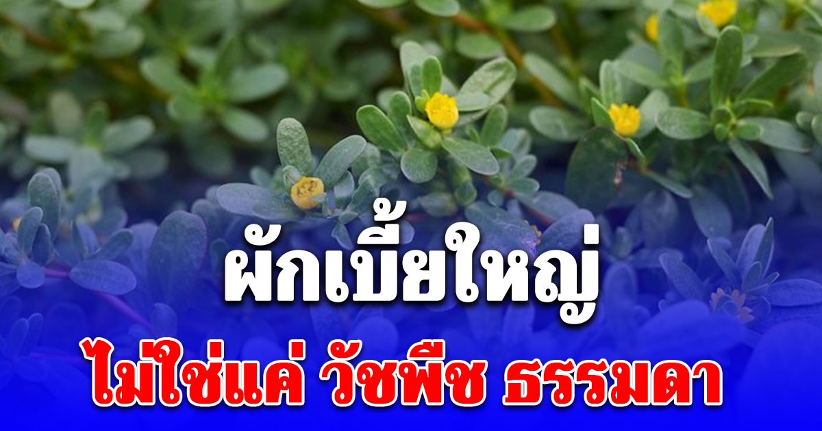 ผักเบี้ยใหญ่ ไม่ใช่แค่ วัชพืช ธรรมดา แต่มีประโยชน์มากกว่าที่คิด