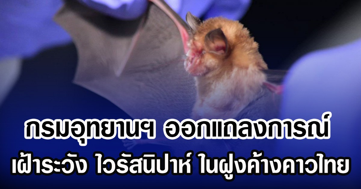 กรมอุทยานฯ ออกแถลงการณ์ เฝ้าระวัง ไวรัสนิปาห์ ในฝูงค้างคาวไทย