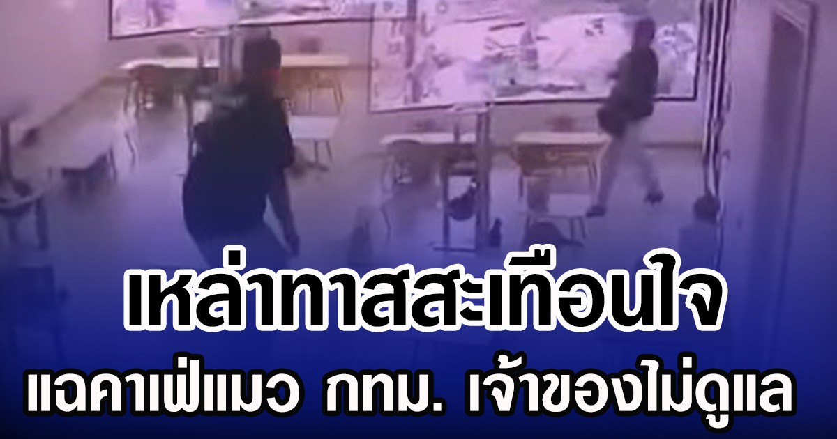 เหล่าทาสสะเทือนใจ แฉคาเฟ่แมว กทม. เจ้าของไม่ดูแล