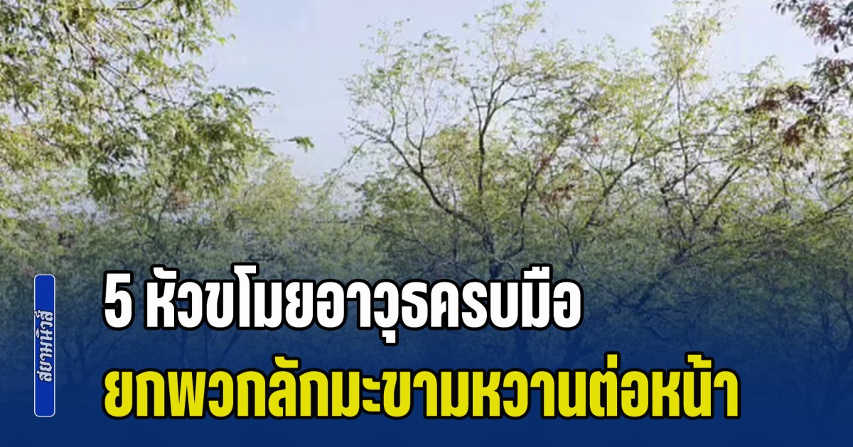 เจ้าของสวนน้ำตาร่วง เจอ 5 หัวขโมยอาวุธครบมือ ยกพวกลักมะขามหวาน ต่อหน้าต่อตา 4 ตัน แจ้ง ตร.มาคนเดียว บอกปล่อยให้เขาขโมยไปสักคืนก็ได้