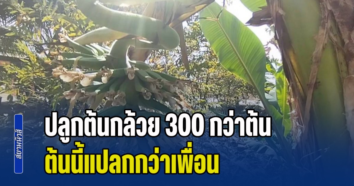 ชาวบ้านแห่ขอโชค ปลูกต้นกล้วย 300 กว่าต้น ต้นนี้แปลกกว่าเพื่อน หัวปลีโผล่กลางลำต้น 7 หวี 19 ลูก