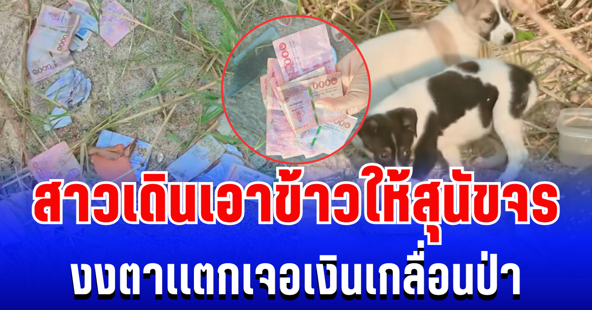 งงตาเเตก! สาวใจบุญเดินเอาข้าวให้สุนัขจร เเต่ดันเจอเงินเกลื่อนป่า ชาวเน็ตเเห่คอมเมนต์สนั่น