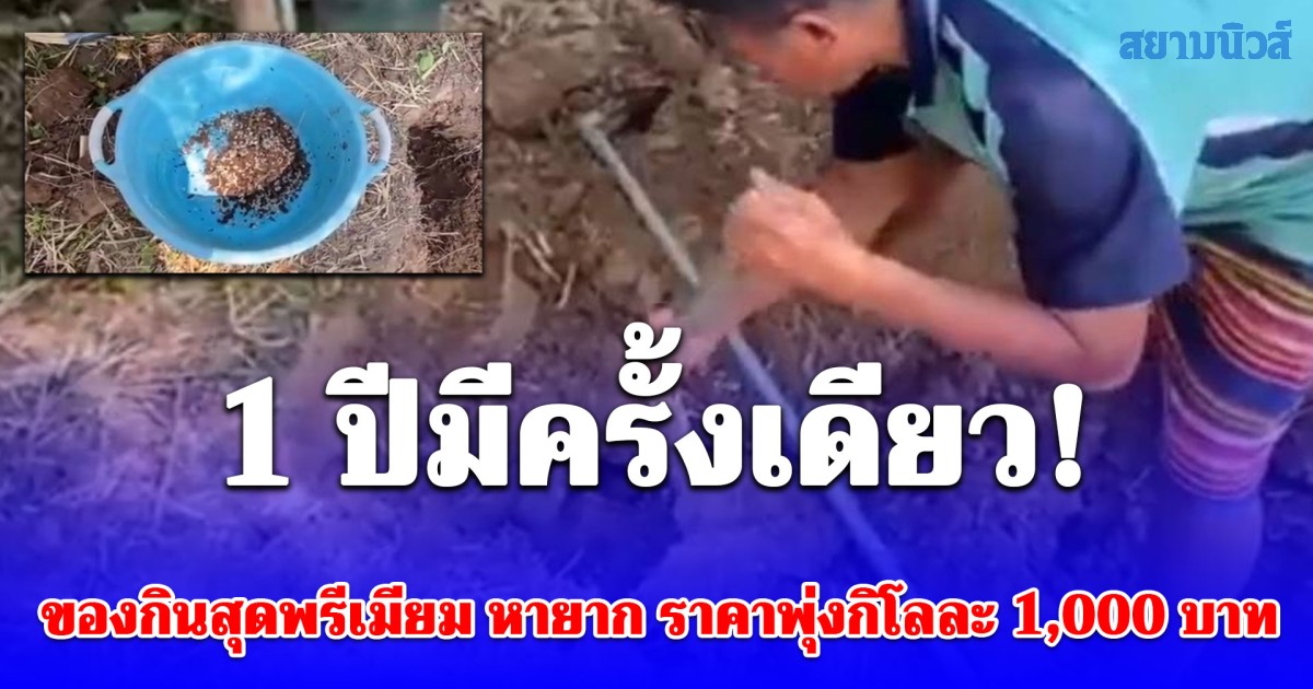 1 ปีมีครั้งเดียว! ชาวบ้านแห่ขุด ของกินสุดพรีเมียม หายาก ราคาพุ่งกิโลทะลุ 1,000 บาท