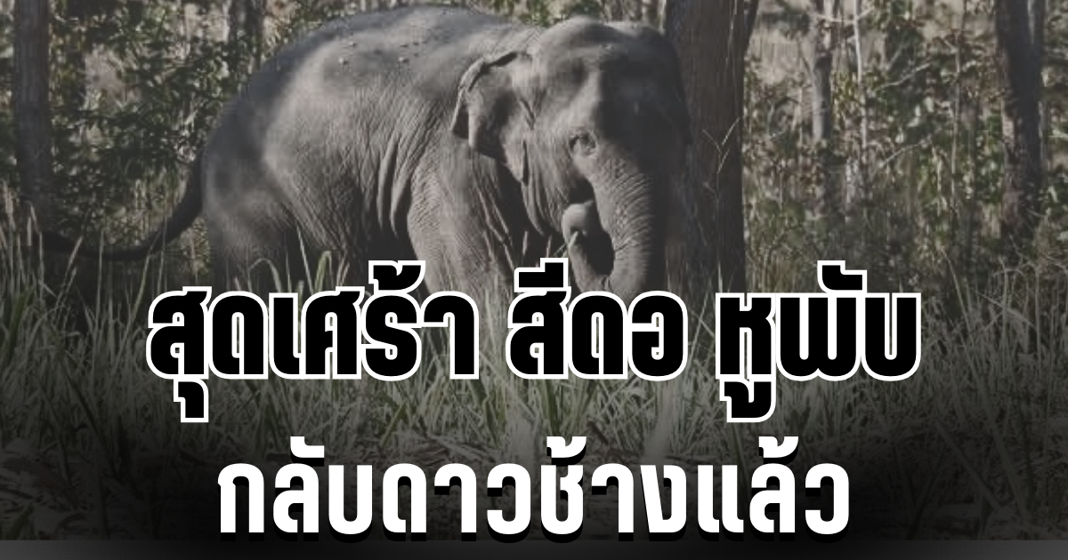 สุดเศร้า! สีดอ หูพับ ล้มดับระหว่างเคลื่อนย้าย