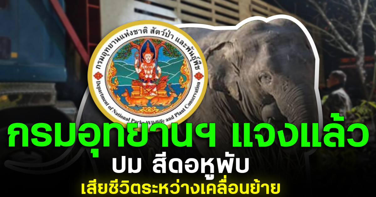กรมอุทยานฯ แจงแล้ว ปม สีดอหูพับ ล้มระหว่างเคลื่อนย้าย