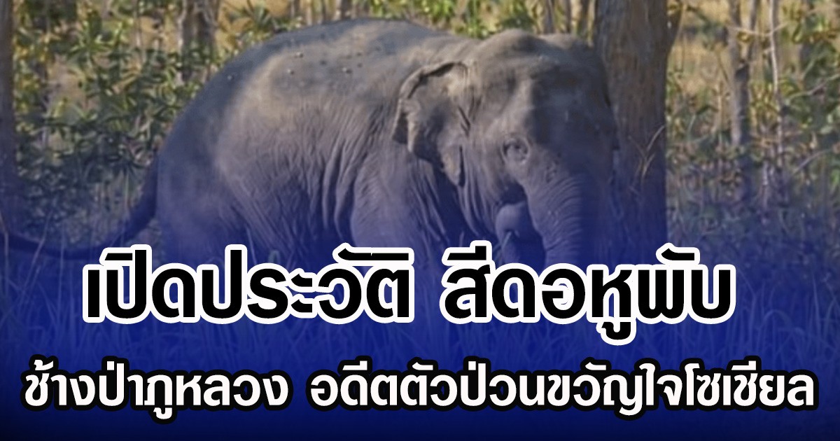 เปิดประวัติ สีดอหูพับ ช้างป่าภูหลวง อดีตตัวป่วนขวัญใจโซเชียล