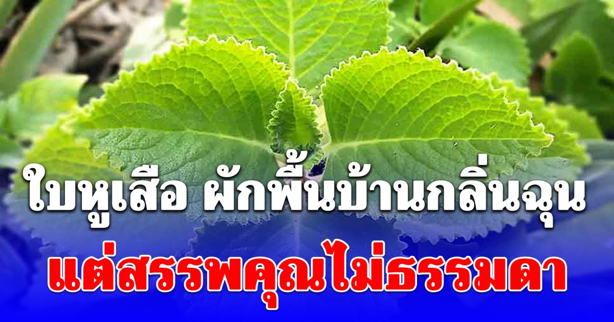 ใบหูเสือ ผักพื้นบ้านกลิ่นฉุน แต่สรรพคุณไม่ธรรมดา