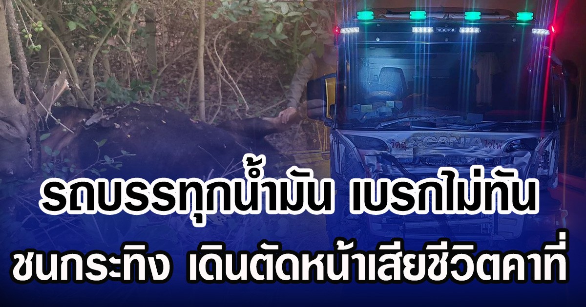 รถบรรทุกน้ำมัน เบรกไม่ทัน ชนกระทิง เดินตัดหน้าเสียชีวิตคาที่