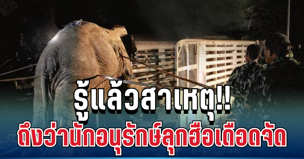 สุดสะเทือนใจ! เปิดเบื้องลึก สีดอหูพับล้ม มีสิ่งหนึ่งหายไป ถึงว่านักอนุรักษ์ลุกฮือ