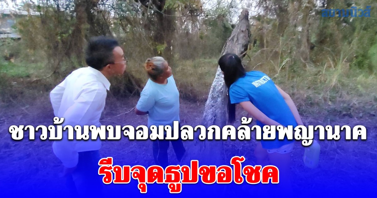 ฮือฮา! ชาวบ้านพบจอมปลวกคล้ายพญานาค รีบพาเพื่อนบ้านมาดูเชื่อมาให้เห็นแบบนี้ต้องมีโชค จุดธูปได้เลข