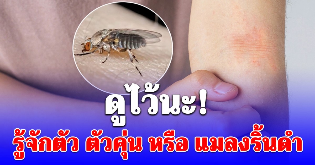 รู้จักตัว ตัวคุ่น หรือ แมลงริ้นดำ หลังเคสเศร้าชายชาวลำปางเสียชีวิต